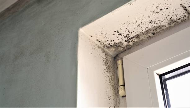 Best Dehumidification Services  in Aurora, TX