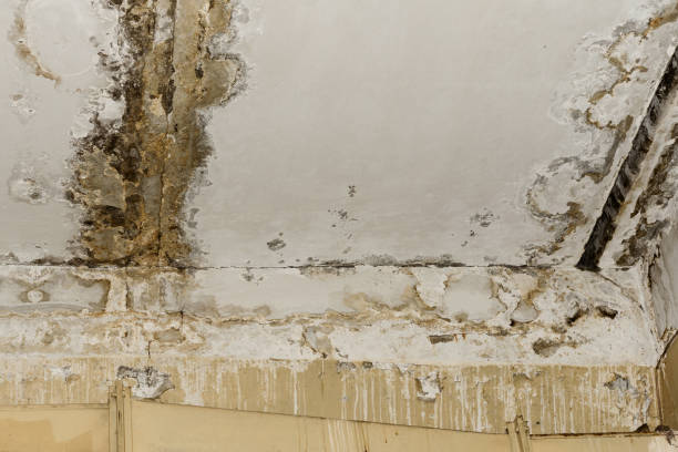 Best Real Estate Mold Inspection  in Aurora, TX