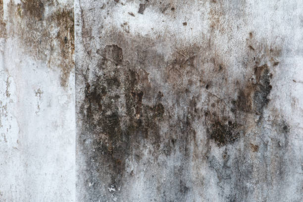 Best Real Estate Mold Inspection  in Aurora, TX