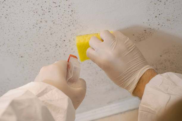Best Mold Damage Restoration  in Aurora, TX